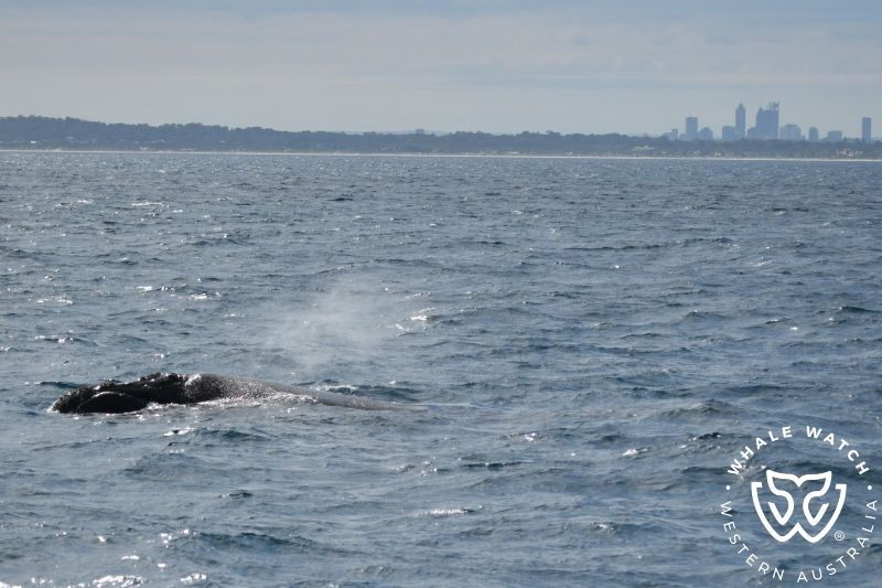 Whale Watch Western Australia