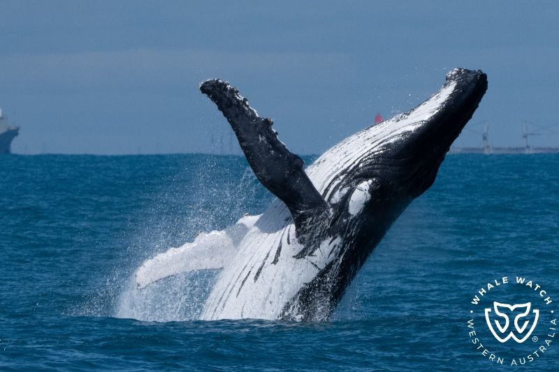 Whale Watch Western Australia