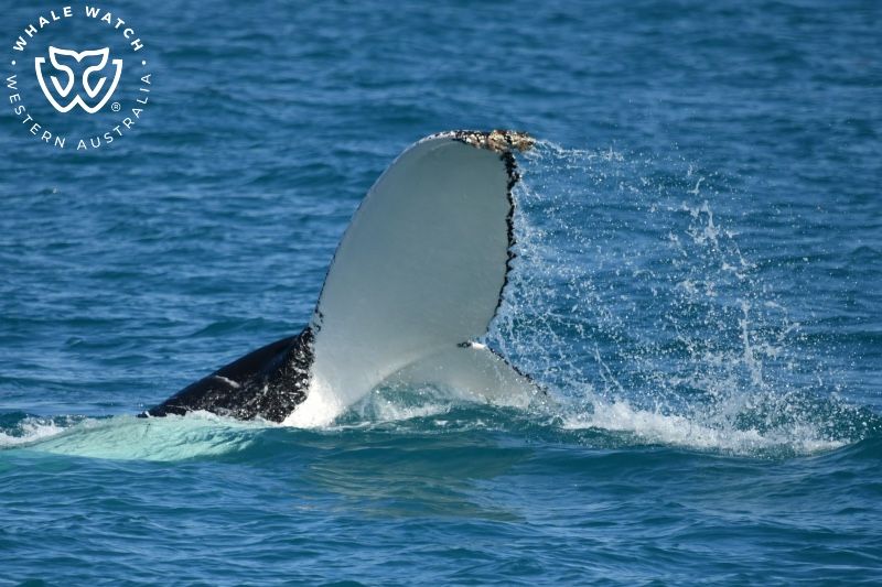 Whale Watch Western Australia