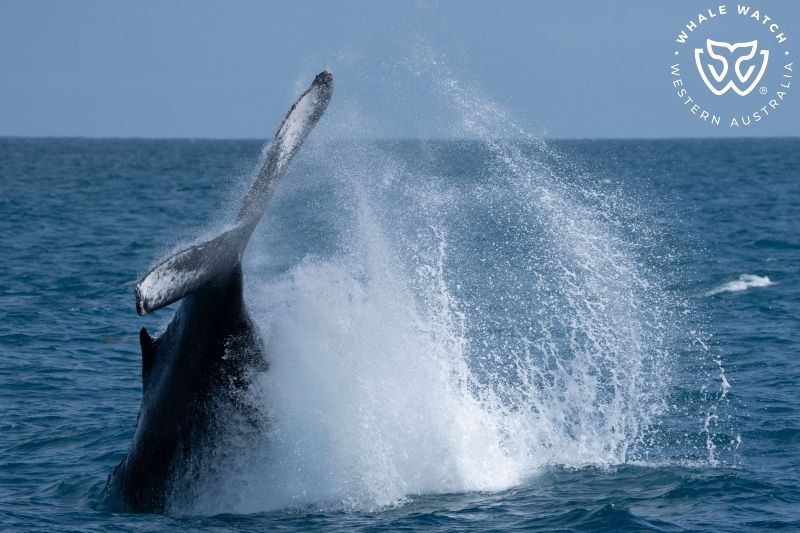 Whale Watch Western Australia