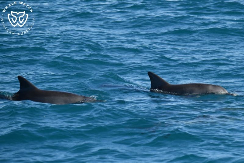 Whale Watch Western Australia