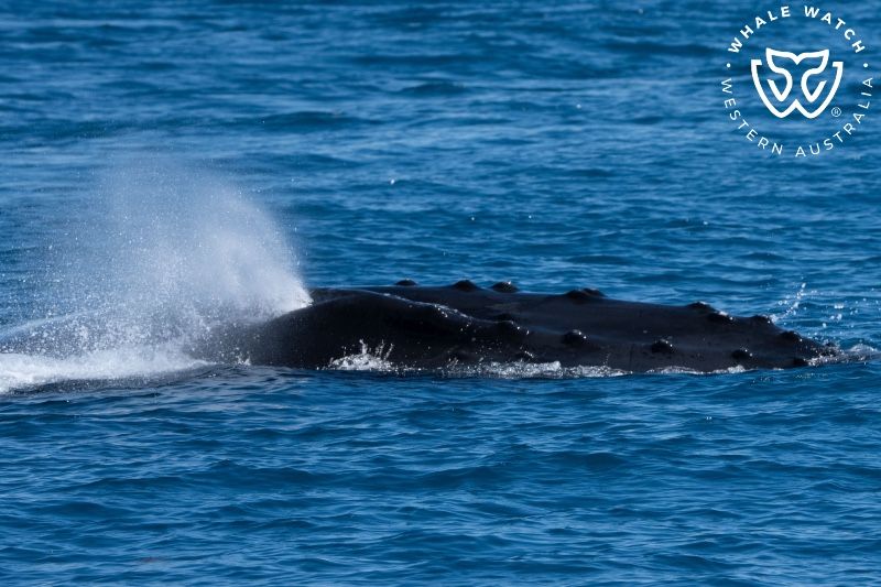 Whale Watch Western Australia