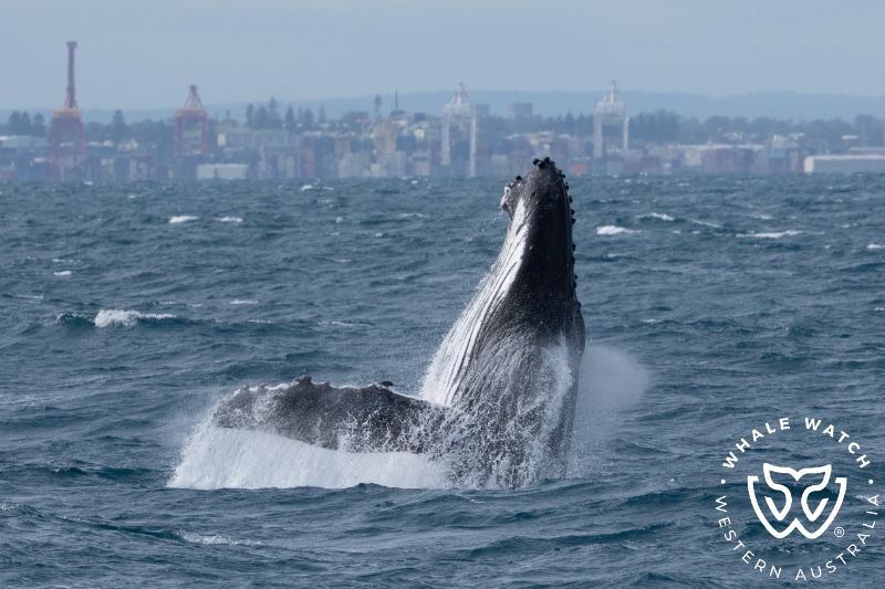 Whale Watch Western Australia