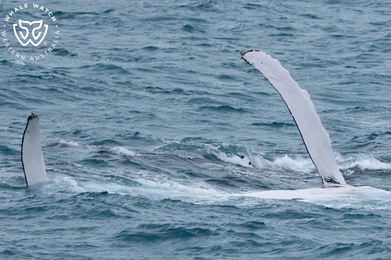 Whale Watch Western Australia