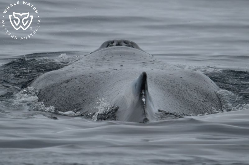 Whale Watch Western Australia