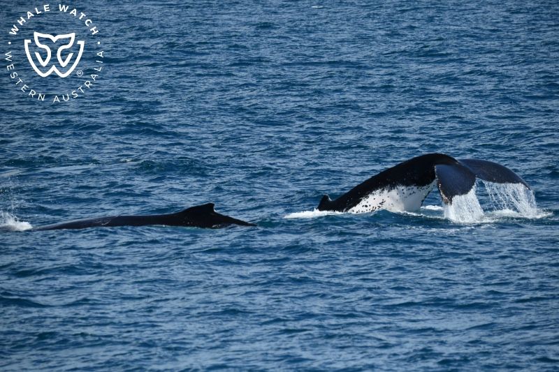 Whale Watch Western Australia