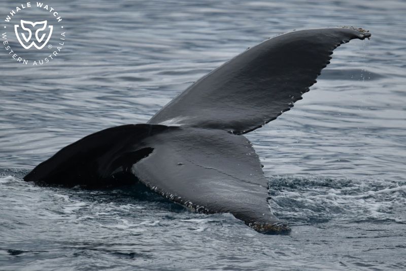 Whale Watch Western Australia