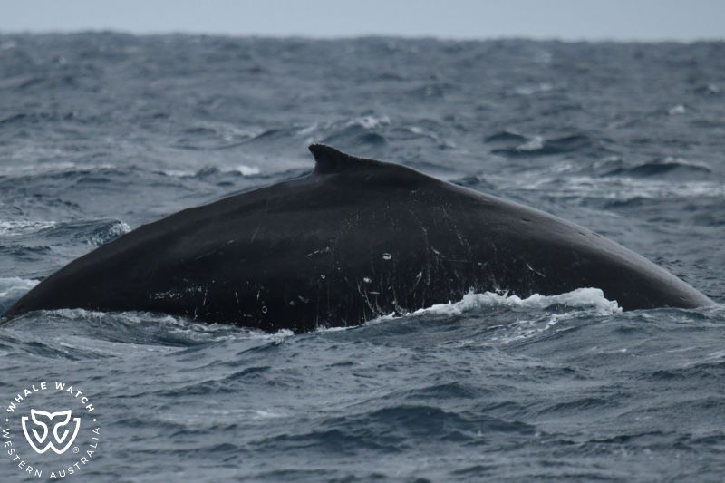 Whale Watch Western Australia