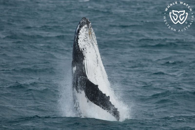 Whale Watch Western Australia