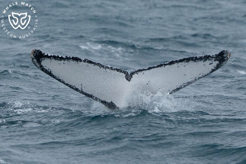 Whale Watch Western Australia