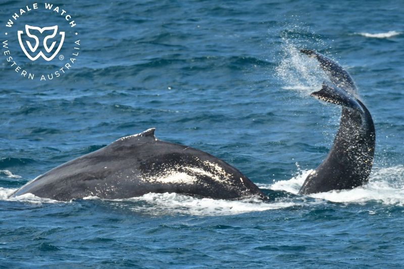 Whale Watch Western Australia