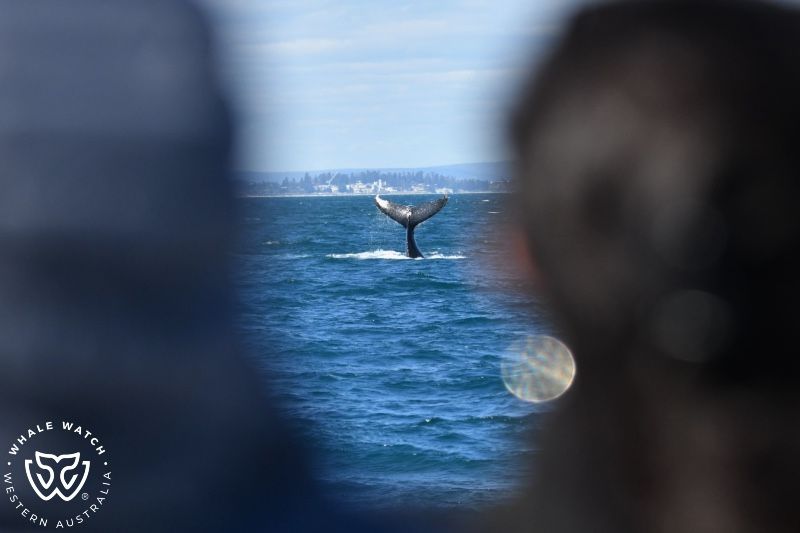 Whale Watch Western Australia