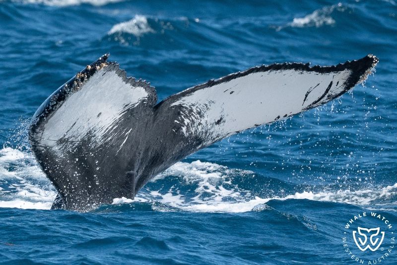 Whale Watch Western Australia