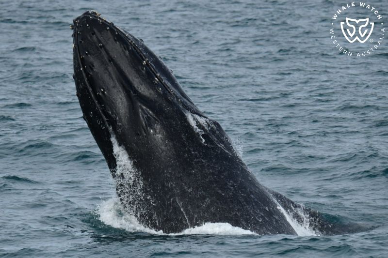 Whale Watch Western Australia