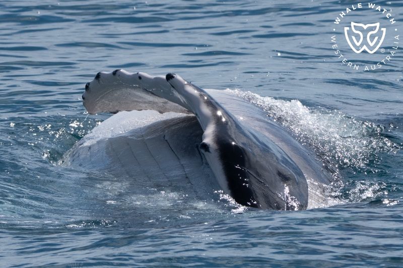 Whale Watch Western Australia