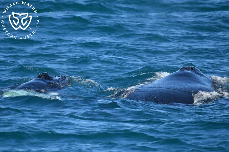 Whale Watch Western Australia