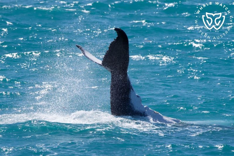 Whale Watch Western Australia