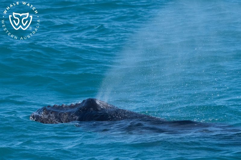 Whale Watch Western Australia