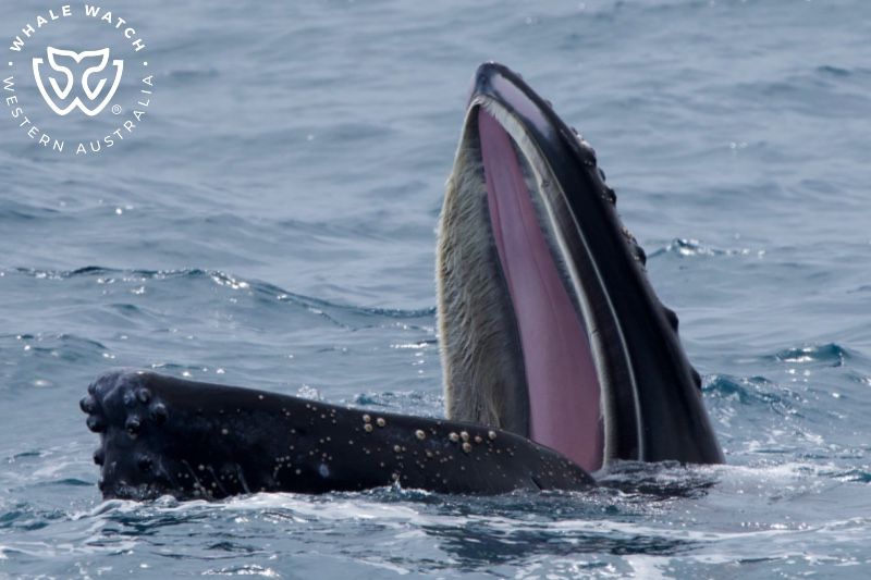 Whale Watch Western Australia