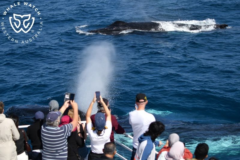 Whale Watch Western Australia