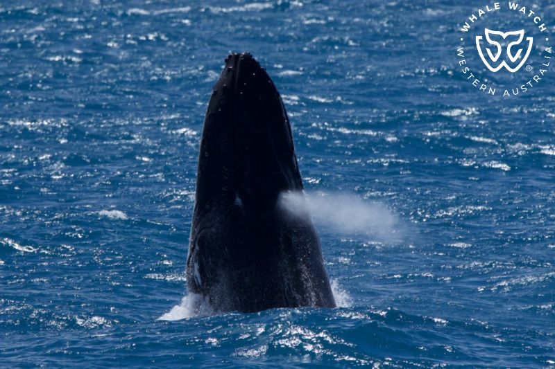 Whale Watch Western Australia