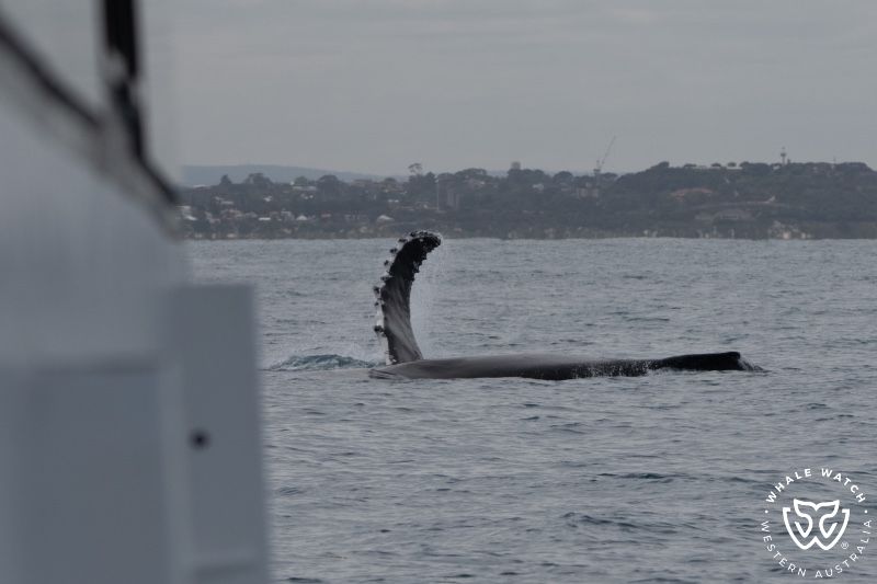 Whale Watch Western Australia