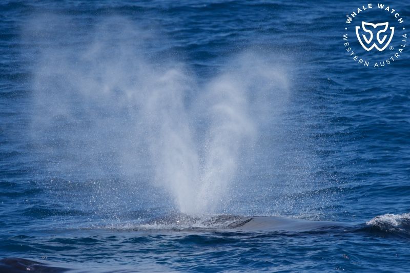 Whale Watch Western Australia