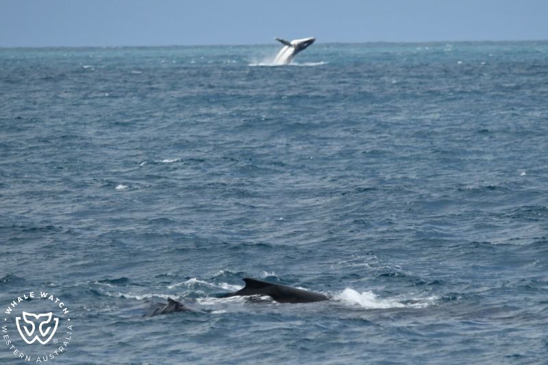 Whale Watch Western Australia