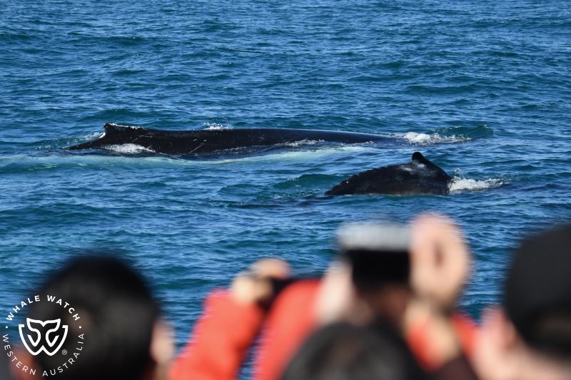 Whale Watch Western Australia