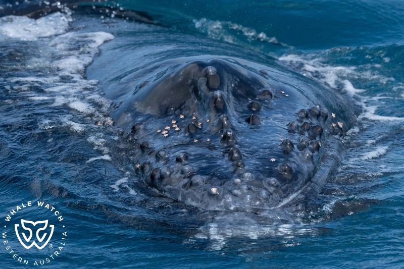 Whale Watch Western Australia