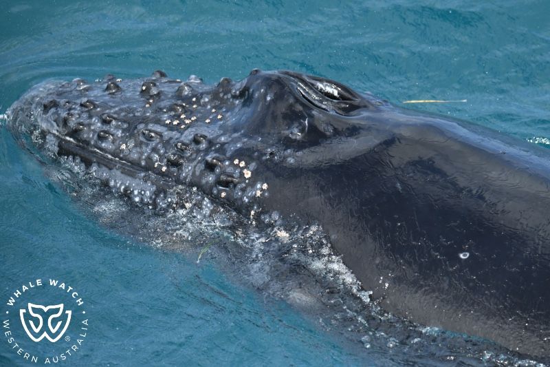 Whale Watch Western Australia