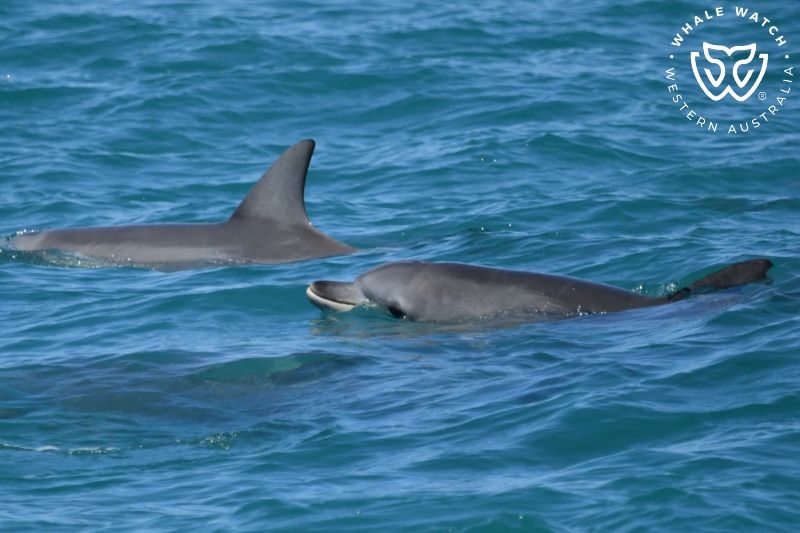 Whale Watch Western Australia
