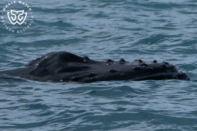 Whale Watch Western Australia