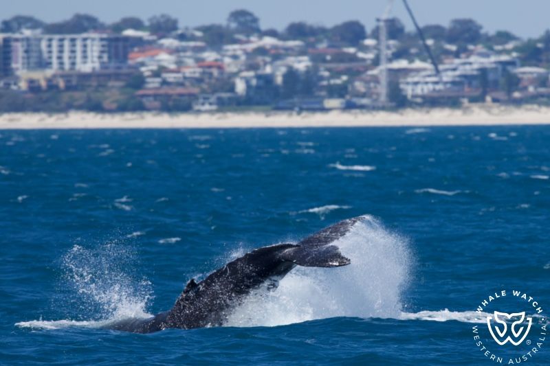 Whale Watch Western Australia