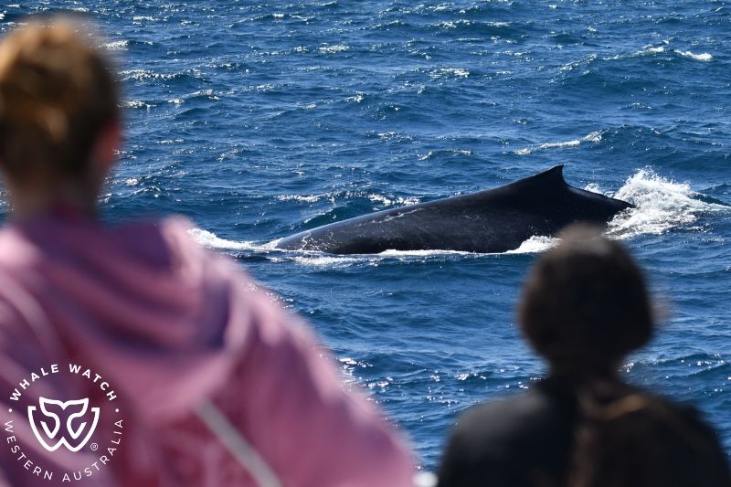 Whale Watch Western Australia