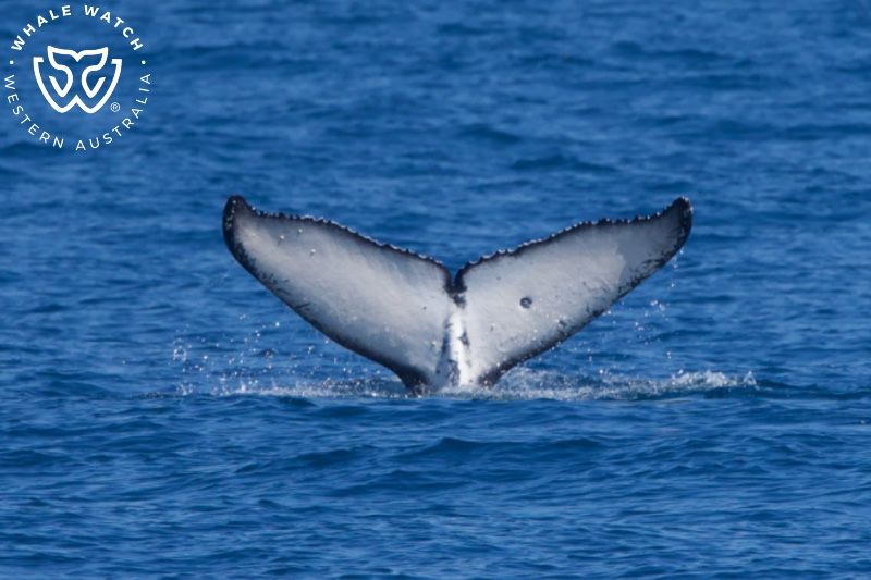 Whale Watch Western Australia