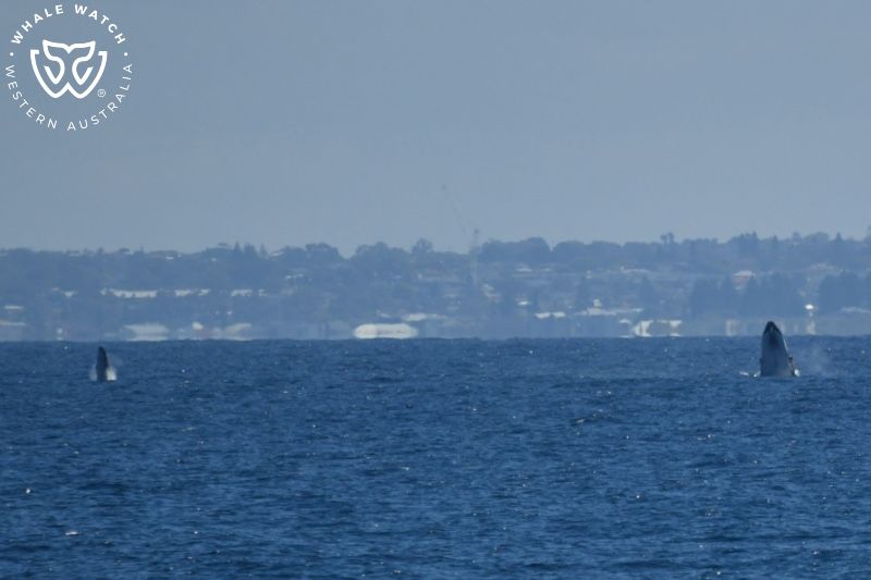 Whale Watch Western Australia