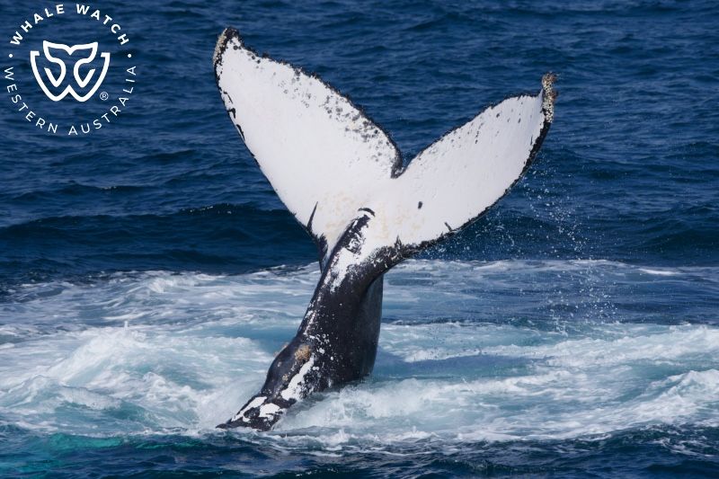 Whale Watch Western Australia