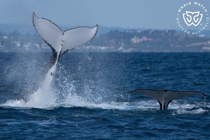 Whale Watch Western Australia