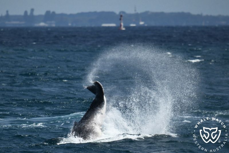 Whale Watch Western Australia