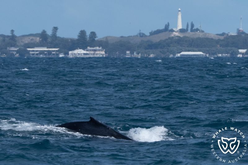 Whale Watch Western Australia