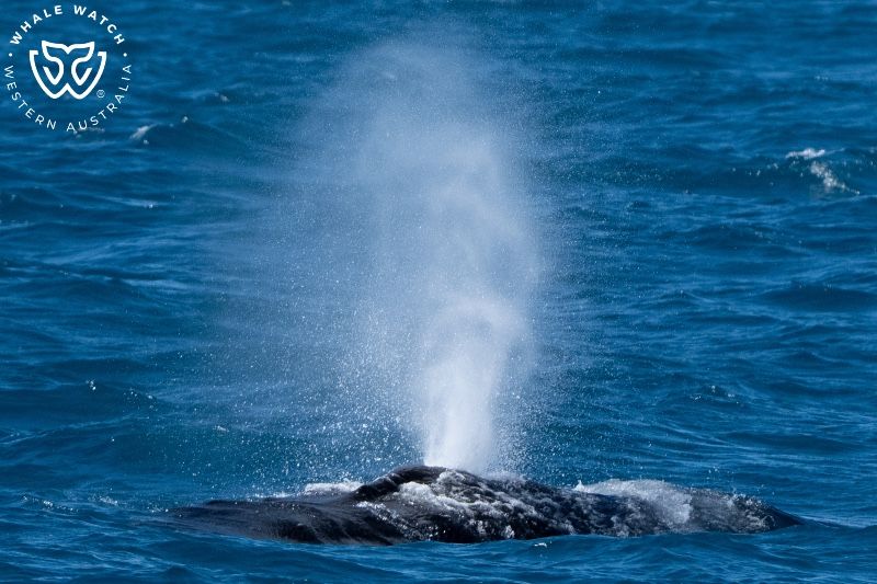 Whale Watch Western Australia
