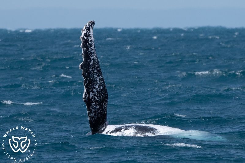 Whale Watch Western Australia