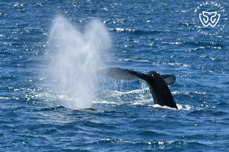 Whale Watch Western Australia