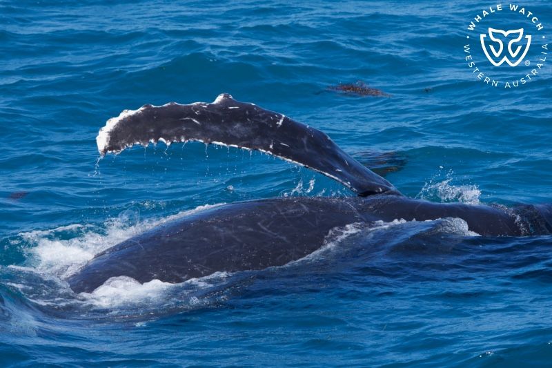Whale Watch Western Australia