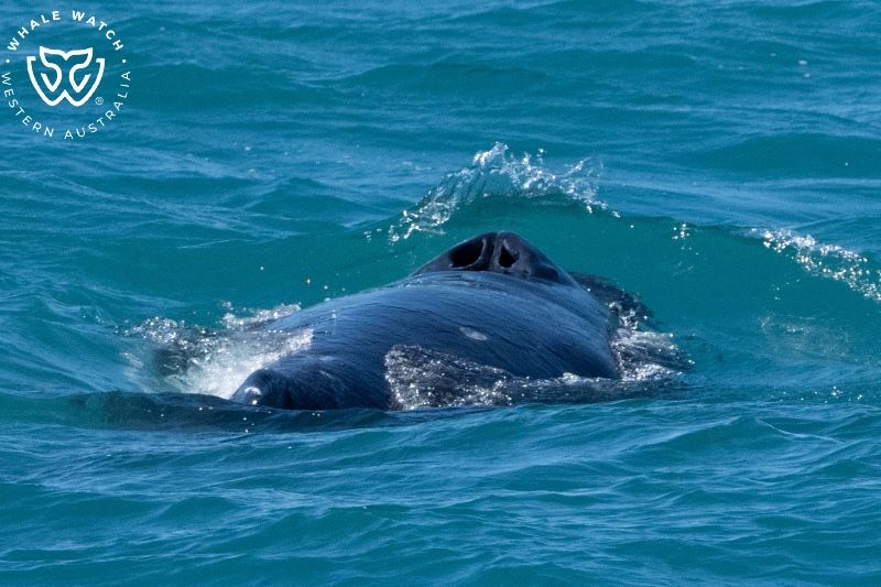 Whale Watch Western Australia