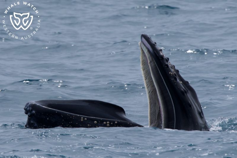 Whale Watch Western Australia