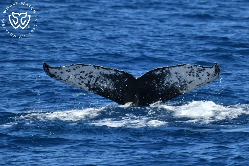 Whale Watch Western Australia