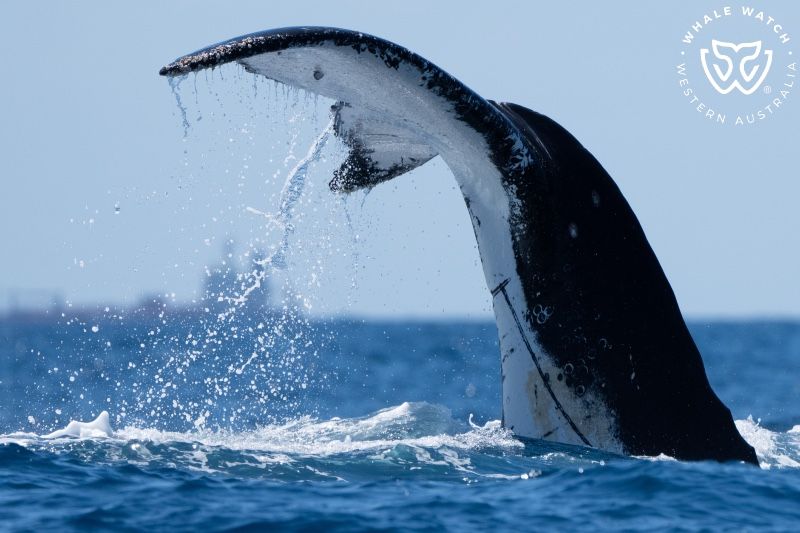 Whale Watch Western Australia