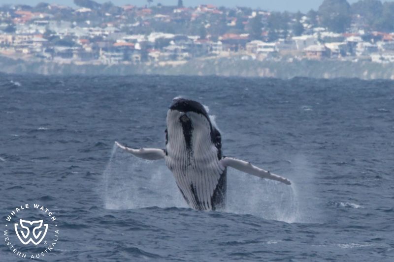 Whale Watch Western Australia